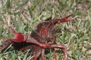 Ecrevisse de Louisiane ou crevisse rouge de marais (Crustac - Procambarus clarkii)
